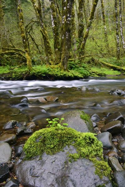 Oregon, Tillamook State Forest Wilson River